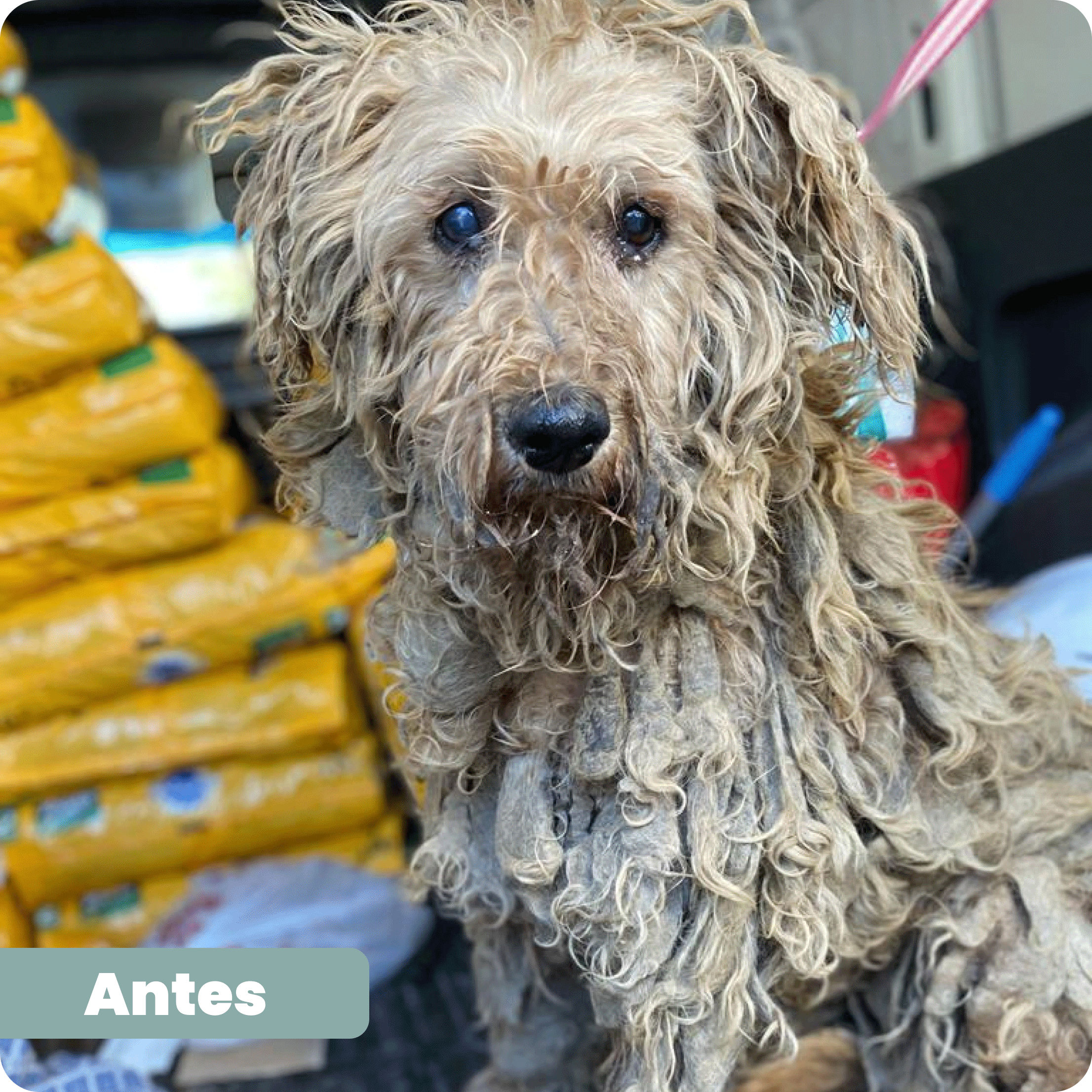adopta
